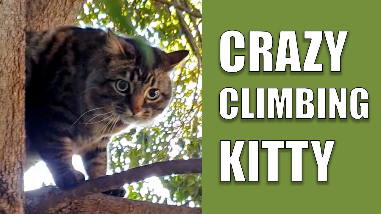 Fluffy Tabby Cat Climbing Tree. Adorable Dibbles.