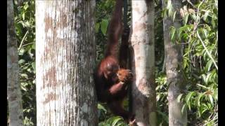 "Hairy Song" - Borneo - August 2013