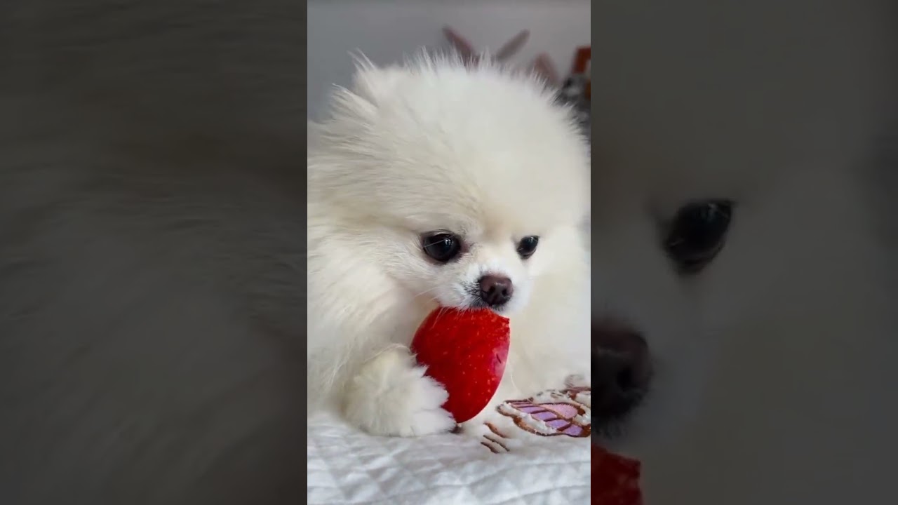 Can Dogs Eat Apples? The Truth About Apples & Your Dog's Health! 