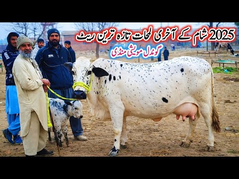 Today Gondal Mandi latest update 29Dec 2025!Evening time latest Fresh Rate update on Gondal Mandi