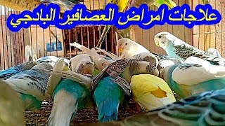 جميع علاجات امراض العصافير البادجي مهم جدا لكل مربي #ناصرخليل