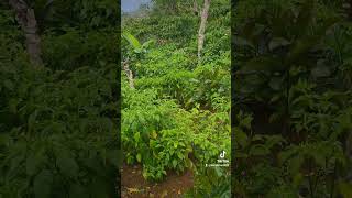 Download Lagu tumpang sari kopi dan cabe rawit MP3 Download Lagu tumpang sari kopi dan cabe rawit MP3