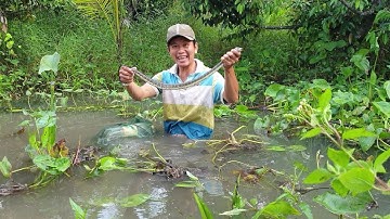 Lóc bự , bống dừa , ri cá và lươn. Thăm câu sáng dính đủ loại | Săn bắt SÓC TRĂNG |