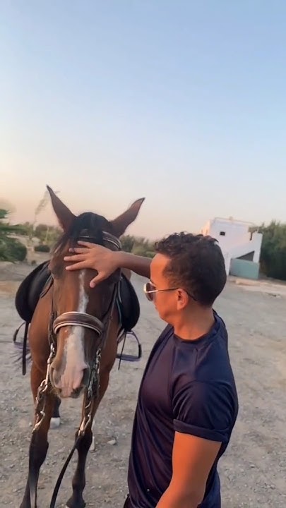 how-many-kilometres-fast-this-horse-lifestyle-horse-motivation
