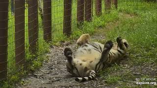 Lady Jasmine of Tiger Lake. Jasmine tiger at Big Cat Rescue.