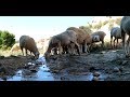 Un día con un ganado de ovejas y cabras (segunda parte, 2019)