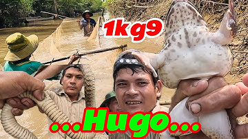 Săn Bắt Ếch - Theo Bờ Kinh lại Gặp Ếch Khủng - Rắn…./Bồ tỏi sb 