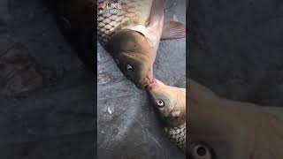 Download Lagu Kiss kara koy na dhakla miss korban MP3