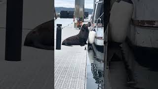 2025 08 03 Huge Harbor Seal at the Pt. Defiance Boat Launch