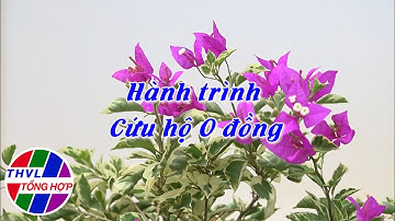 Hoa đẹp giữa đời thường: Hành trình Cứu hộ 0 đồng