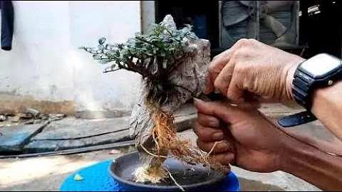 找一棵小树苗，捆绑在石头上面，附石盆景制作很容易，一起学一下 - 天天要闻