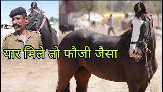 फौजी साहब की घोड़ी | marwadi mare at horse mandi | pkraj vlogs