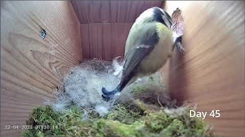 From Empty Nest to First Egg in less then 3 minutes 😍| Viral One