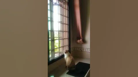 Watch the video about April the Snowshoe Cat