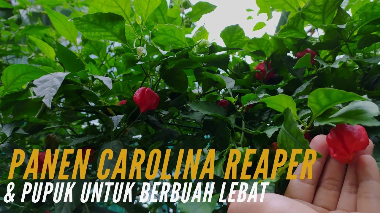 Cabe Carolina Reaper Agar Berbuah Lebat