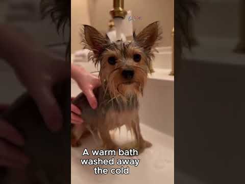 🐶❄️ Saving a Fluffy Dog From the Freezing Snowy Night #dogrescue #snow #SHORTS