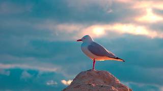 [No Ads] Sunset Peaceful Relaxing Music | Calm Evening Music for Sleep & Relaxation