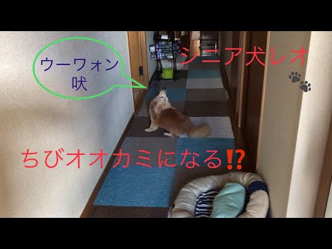 ミニチュアダックスフンドシニア犬　ちびオオカミに変身⁉︎  Leo 0003
