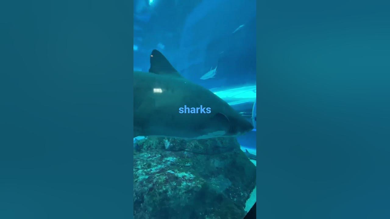 🦈 sharks - YouTube