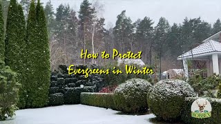 How to Protect Evergreens in Winters