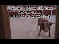 Peñafiel, Plaza del coso 16-08-2018 - Suelta de Novillos - El toro salta la valla