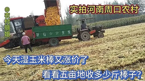 今天湿玉米棒又涨价了，啥品种亩产两千斤五亩地收多少斤棒子 - 天天要闻