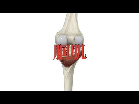 腘肌 popliteus muscle