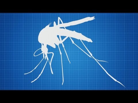 Video: Hvilken virus forårsager slapping disease?