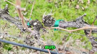 Master Wine Grape Pruning: Merlot Secrets Revealed!