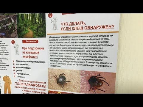 Прививка от клеща можно в баню. Что делать при обнаружении клеща. Обследование после укуса клеща. Болит голова после укуса клеща. Максимальный размер клеща.