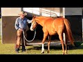 PAT PARELLI: "Every Horse Has It's Own Horsenality"
