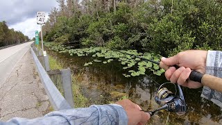 Canal Fishing in The Everglades for Peacock Bass