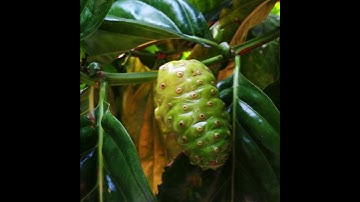 Podcast Bí Mật Của Cây Nhàu Năm Căn Và Công Thức Sinh Tồn |Trở Về Thế Giới Động Vật