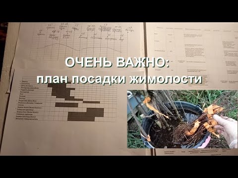 САМОЕ ВАЖНОЕ при посадке жимолости: об этом мало говорят!