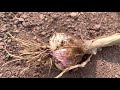 Harvesting garlic  garlic intercrop in kesar mango farm  raj gadade