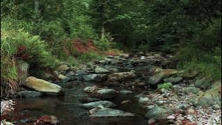 VIDEO BACKGROUND PEMANDANGAN ALAM INDAH tanpa suara - sepanjang-sungai-alam-hutan