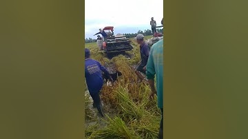 Cắt lúa bắt chuột đồng