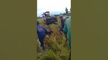 Cắt lúa bắt chuột đồng