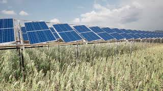 Agrivoltaics application with all variants of ASUN Trackers