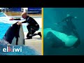 Orca casi acaba con la vida de su entrenador