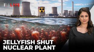 How a Massive Jellyfish Swarm Shut Down 3 French Nuclear Reactors | Firstpost Live | N18G