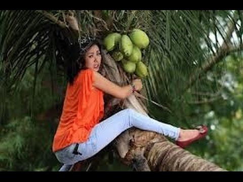 ngakak Cuma di indonesia yang manjat pohon kelapa kayak ngakak Cuma di indonesia yang manjat pohon kelapa kayak