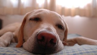 Dog Won`t Leave Bed by AwesomeHouseFun ® 156,214 views 9 years ago 5 minutes, 19 seconds