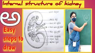 Internal structure of kidney drawing || Internal structure of kidney diagram || L.S. of kidney Internal structure of kidney drawing || Internal structure of kidney diagram || L.S. of kidney