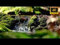 Stream Sounds | Gentle Flowing Water Ambience, No Music