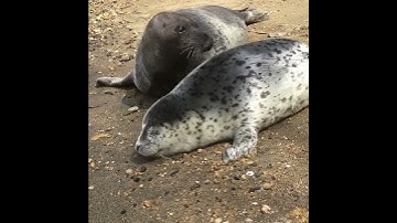 Seal video archive museum: Kasumi Nakasu 🌷👌🦭