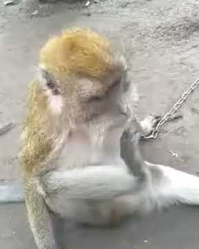 Monyet Patah Hati Baper