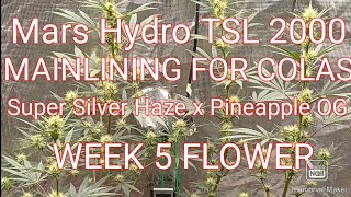 (18+Older) #MarsHydroTSL2000💥#SuperSilverHaze x #PineappleOG 🍍 Square1Genetics G-ROLL 🌱🍇🍌