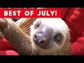 Funniest Pet Reactions   Bloopers of July 2017   Funny Pet Videos