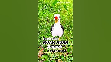 SUARA PIKAT RUAK RUAK AMPUH 2 MENIT DATANG SUARA JERNIH #youtubeshorts #videoshorts